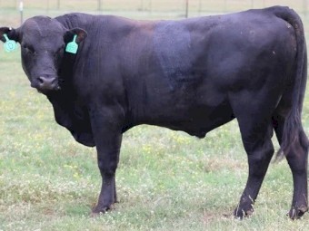 Purebreed Bull Angus for sale 