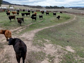 Full Blood Wagyu cattle must sell