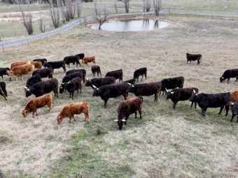 Full Blood Wagyu cattle must sell