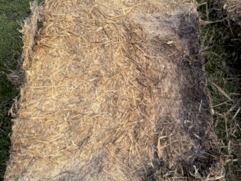 50mt Wheaten Hay 650kg 8x4x3 Top Bales