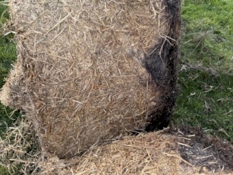 50mt Wheaten Hay 650kg 8x4x3 Top Bales