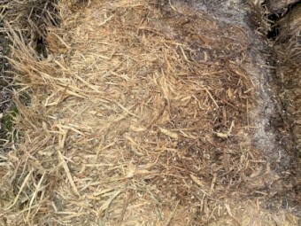 50mt Wheaten Hay 650kg 8x4x3 Top Bales