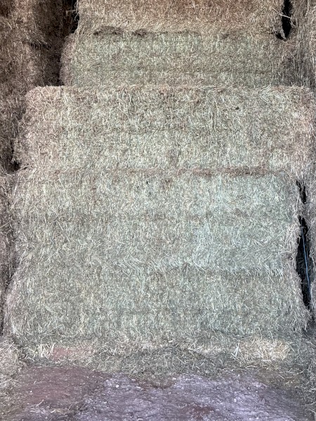 Lucerne clover mix