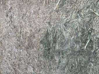Lucerne clover mix