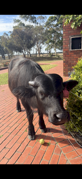 Female Riverina water buffalo