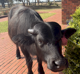 Female Riverina water buffalo