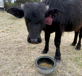 Female Riverina water buffalo