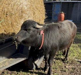 Female Riverina water buffalo