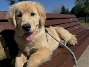 Adorable Golden Retriever