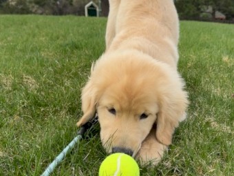 Golden Retriever for sale