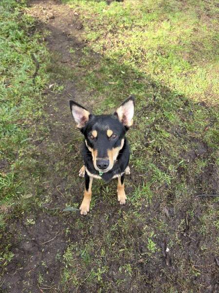 Male Kelpie - Free to Good home with Sheep