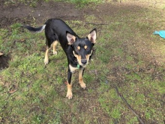 Male Kelpie - Free to Good home with Sheep