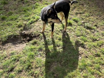 Male Kelpie - Free to Good home with Sheep