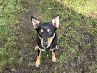 Male Kelpie - Free to Good home with Sheep