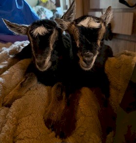 Miniature goat doelings