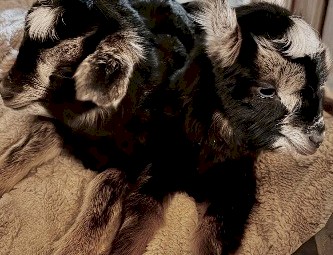 Miniature goat doelings