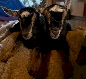 Miniature goat doelings