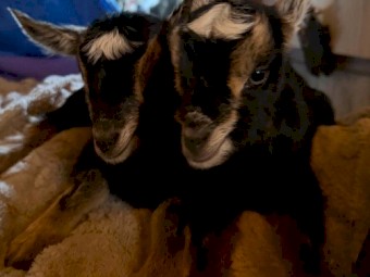 Miniature goat doelings