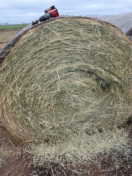 Irrigated Ryegrass Hay in Rounds