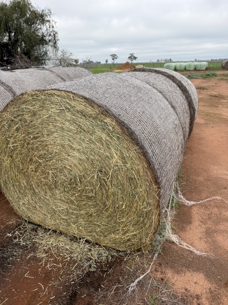 Irrigated Ryegrass Hay in Rounds