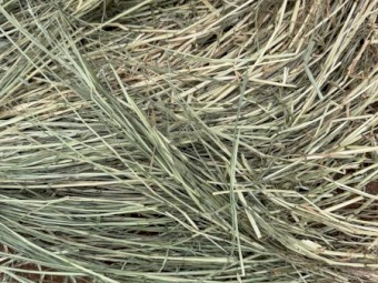 Irrigated Ryegrass Hay in Rounds