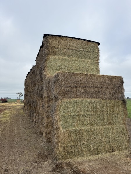 Irrigated Ryegrass 