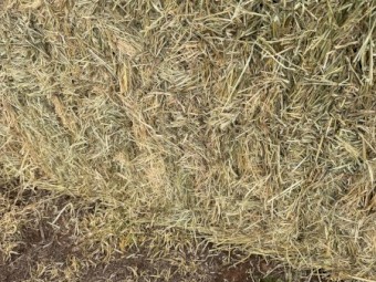 Irrigated Ryegrass 
