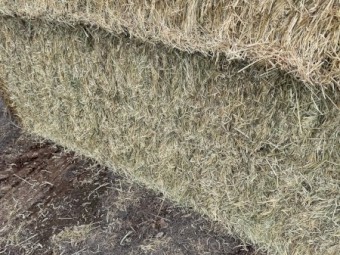Irrigated Ryegrass 