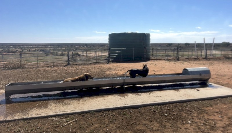 WANTED Stainless Steel Sheep Water Troughs