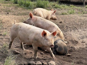 Large White x Landrace Gilts