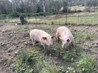 Large White x Landrace Gilts