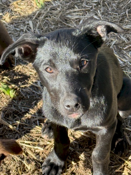 Black Female Kelpie Pup