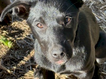 Black Female Kelpie Pup