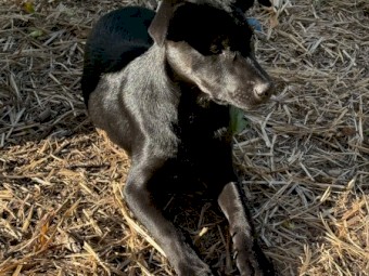 Black Female Kelpie Pup