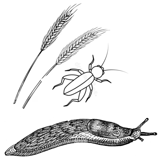SLUG BAITING & CRICKET BAITING - SMALL SPREADING