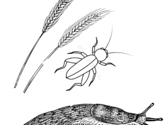 SLUG BAITING & CRICKET BAITING - SMALL SPREADING