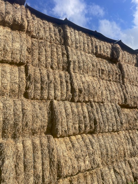 2025 vetch hay 