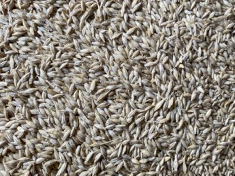 250mt BAR1 Feed Barley