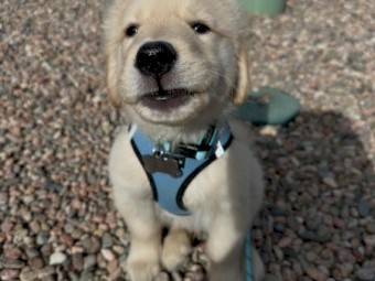 Golden retriever puppies