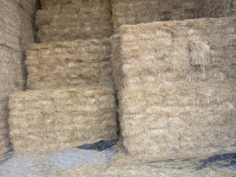 Teff Hay