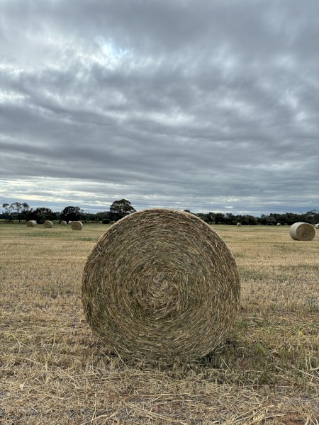 Wheaten Hay