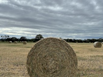Wheaten Hay