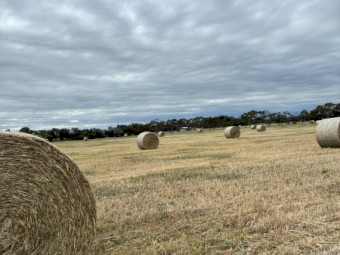 Wheaten Hay
