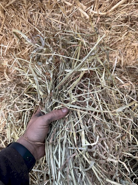 280mt Annual Rye Grass Hay 8x4x3 Bales