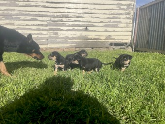 Kelpie puppies 