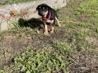 Kelpie puppies 