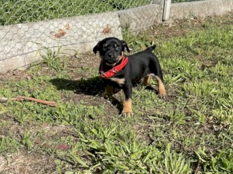 Kelpie puppies 