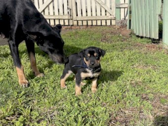 Kelpie puppies 