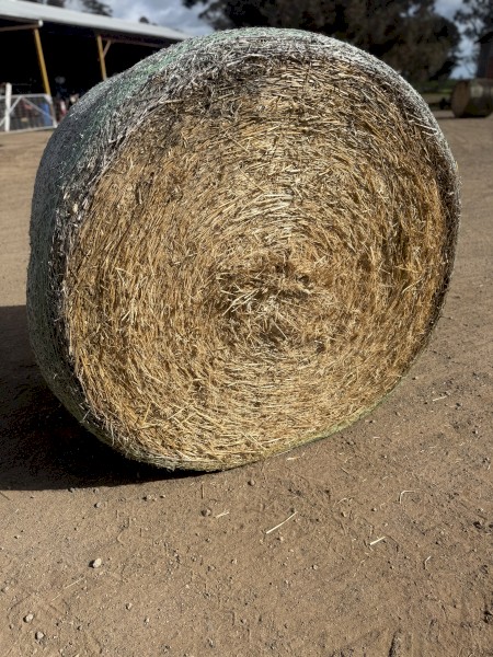 65 x barley straw rolls 5x4