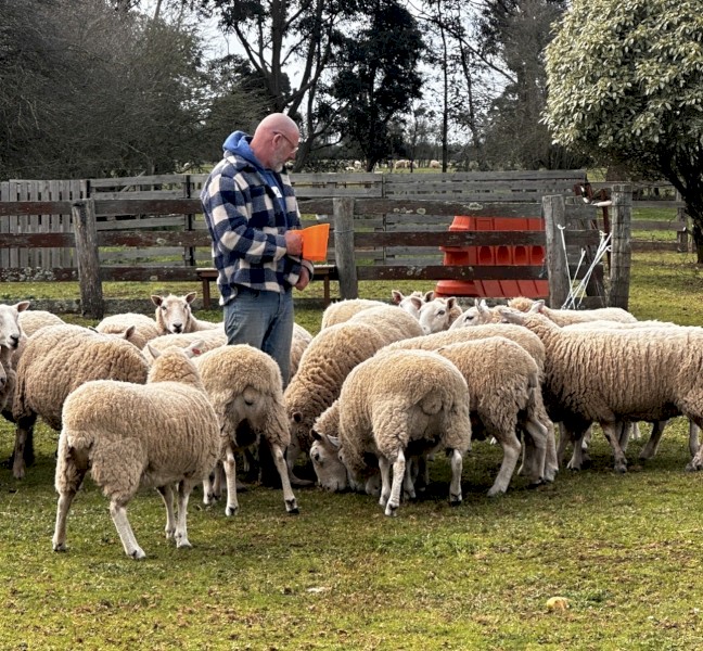 Cheviot and Suffolk mixed